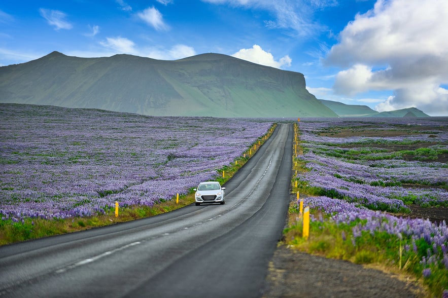 Car driving through Iceland’s countryside lined with purple lupines, a scenic route perfect for a self-drive stopover in Iceland.