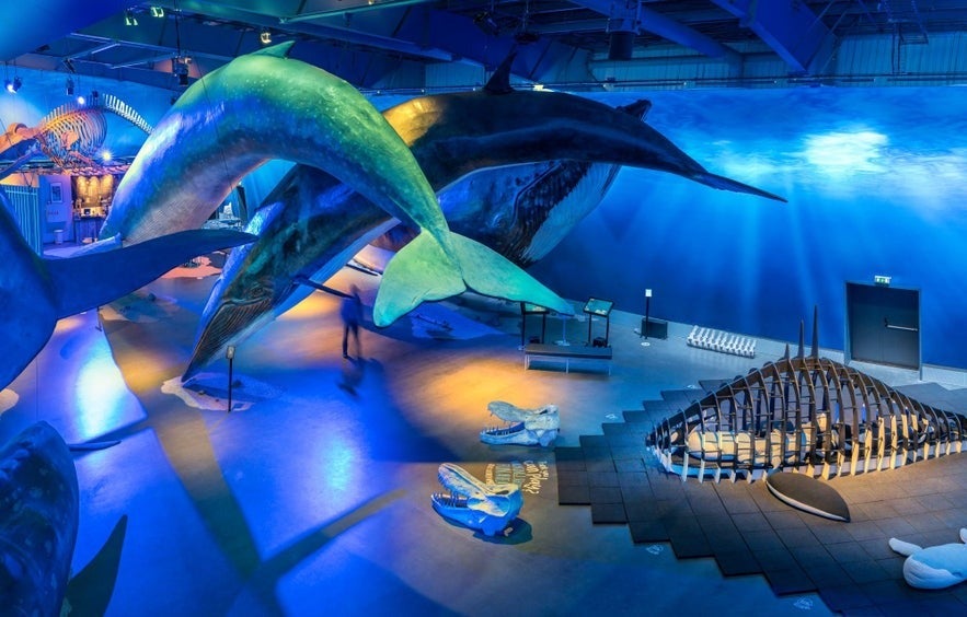 Life-size whale models displayed under blue lighting at the Whales of Iceland Museum in Reykjavik in April.