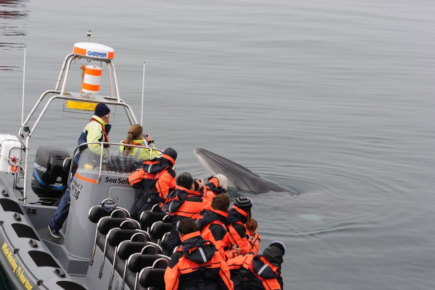 Tourists in orange suits whale watching near Reykjavik in April as a whale surfaces beside the boat.