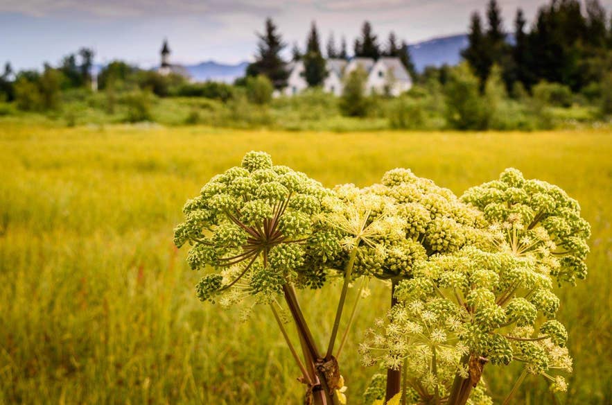 A vibrant field at Thingvellir National Park during spring, featuring budding plants as the country transitions from winter to greenery.