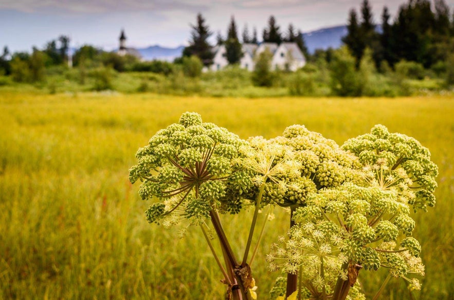 A vibrant field at Thingvellir National Park during spring, featuring budding plants as the country transitions from winter to greenery.