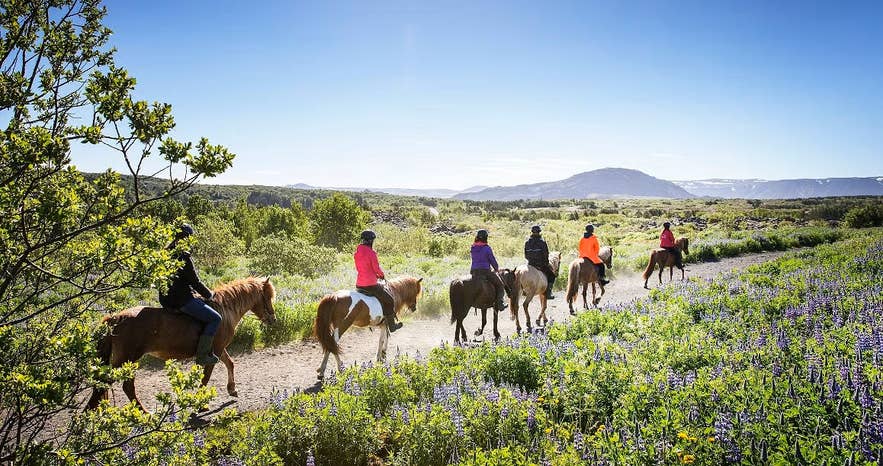 Passeggiata a cavallo tra le montagne vicino a Reykjavik, una delle attività più amate di giugno con paesaggi spettacolari.