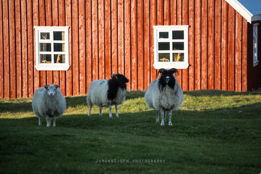 sheeps of Iceland