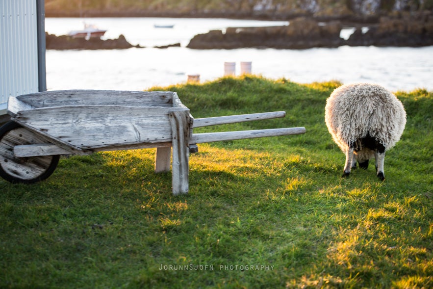 The remote island Flatey