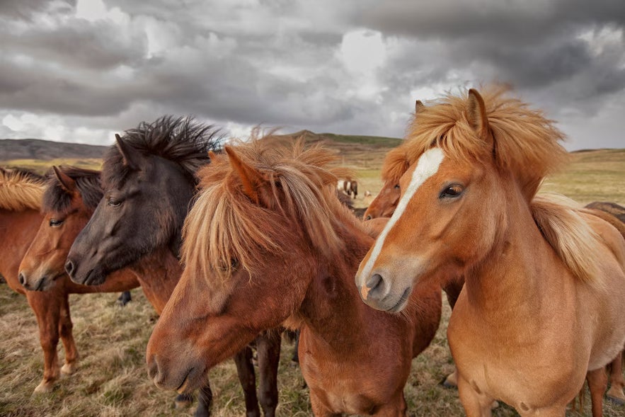 Group of Icelandic horses standing on a grassy field under cloudy skies.