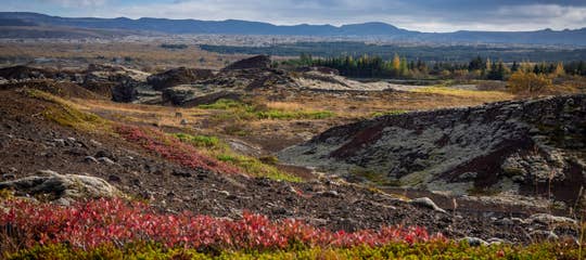 Heidmork forest in autumn (1).jpg