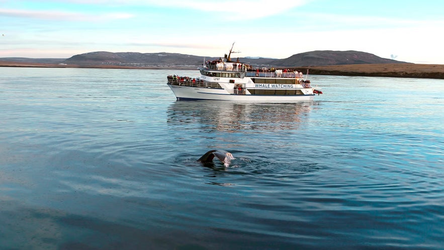 Whale-watching boat in Faxaflói Bay near Reykjavik, Iceland, with passengers observing a whale’s tail above the water.