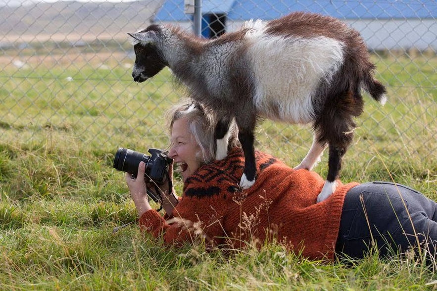 A playful goat standing on a photographer’s back at the Haafell Farm in Iceland.