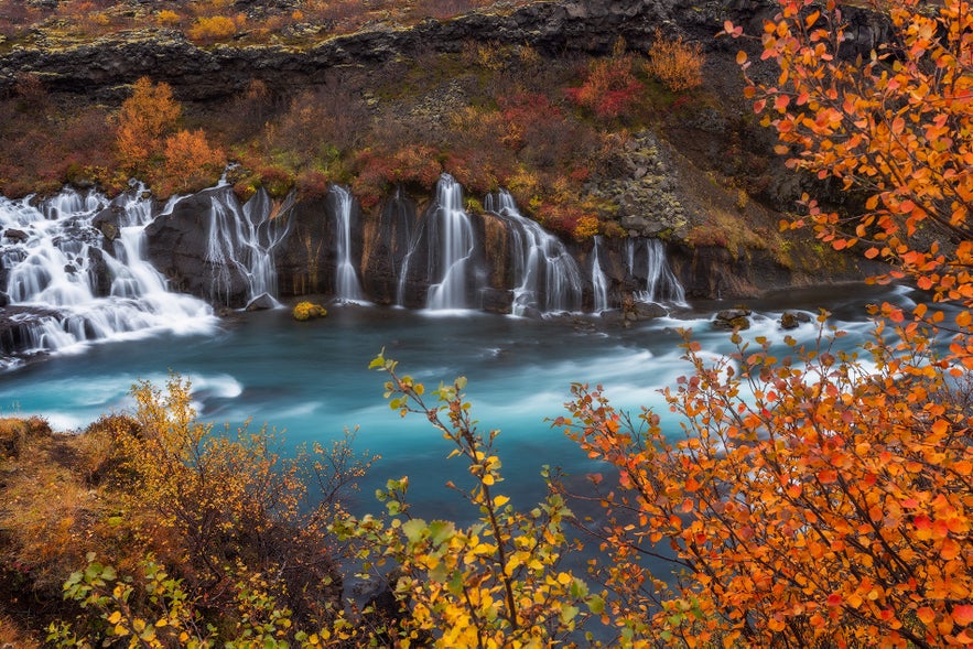 Hraunfossar Waterfall in West Iceland surrounded by autumn foliage and turquoise water.