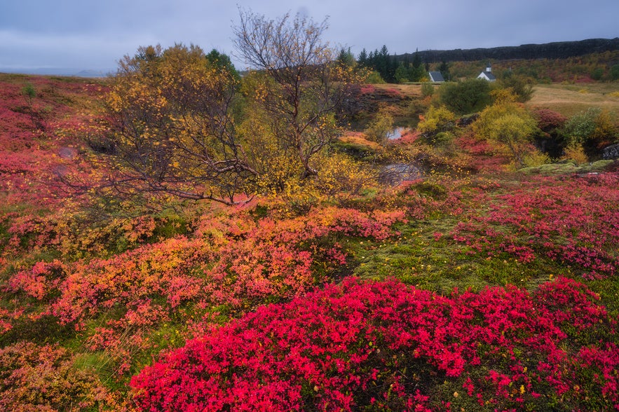 Autumn vegetation in Thingvellir National Park, with Thingvallakirkja Church visible in the background on the right.