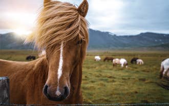 Gros plan sur un cheval islandais à la crinière ébouriffée dans une vallée verdoyante des Fjords de l'Ouest.
