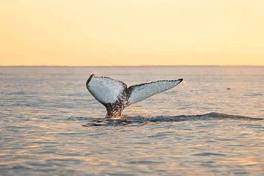 Midnight Sun Whale Watching from Húsavík
