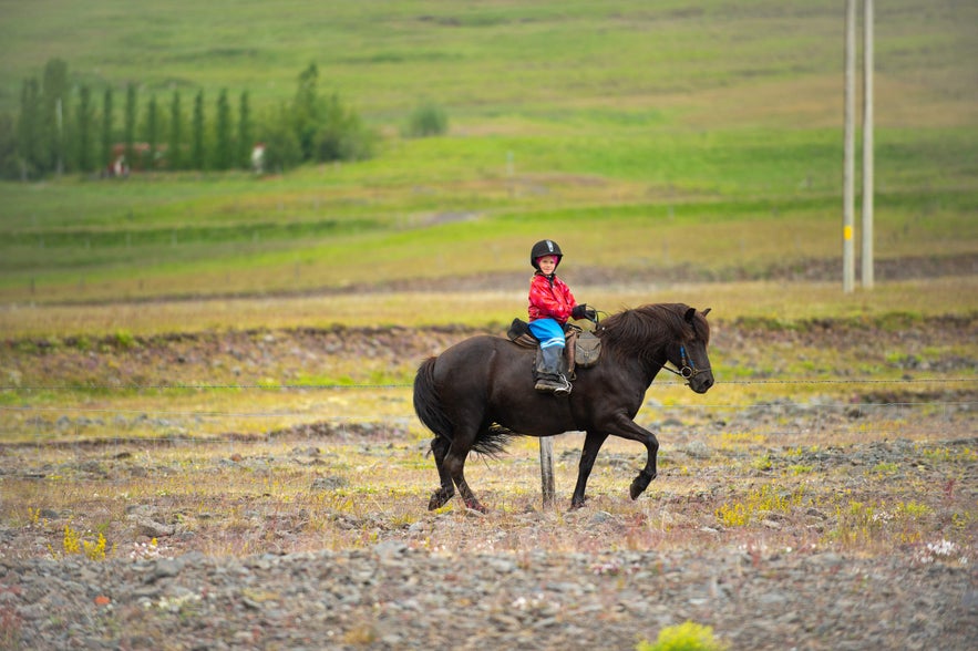 A child riding an Icelandic horse, a breed known for its unique fifth gait, the t&ouml;lt.