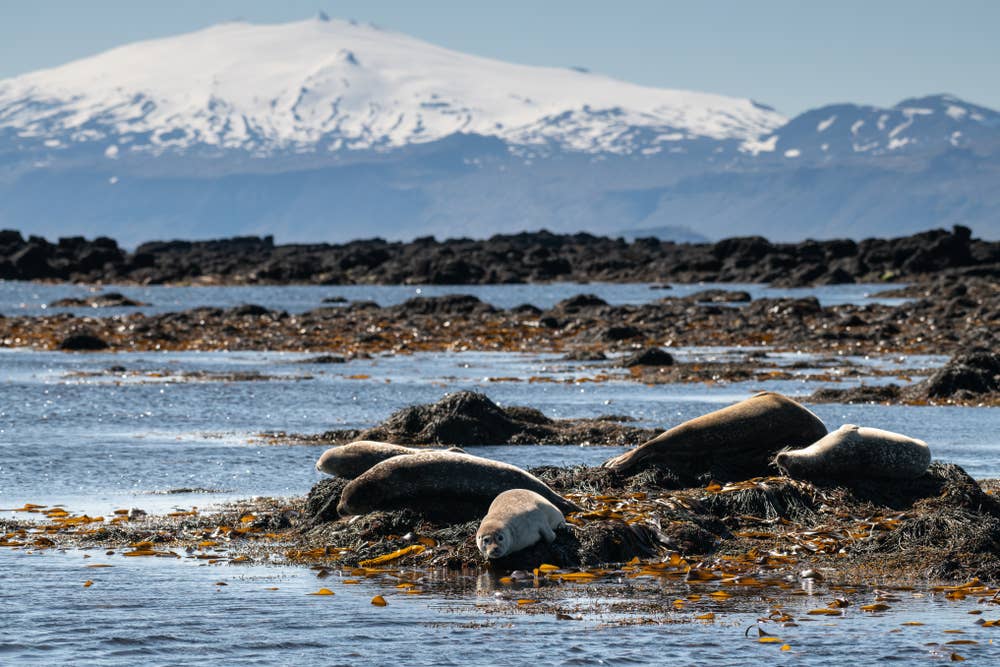Seals lying on the shore among seaweed with the snowy Snaefellsjokull Glacier Volcano peak in the background.