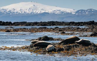 Seals lying on the shore among seaweed with the snowy Snaefellsjokull Glacier Volcano peak in the background.