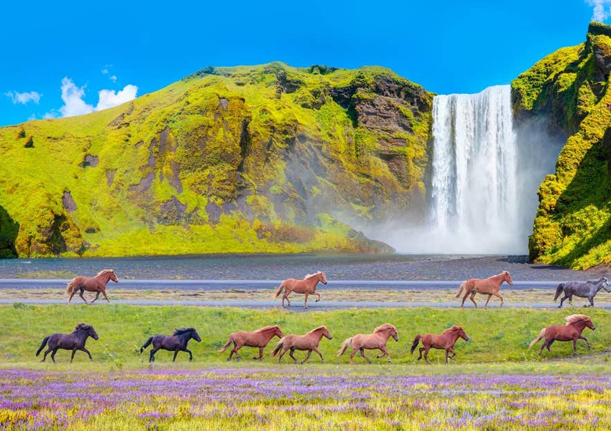 Pferde galoppieren durch Wildblumen nahe dem Skogafoss in Island, eingerahmt von Klippen und blauem Himmel.