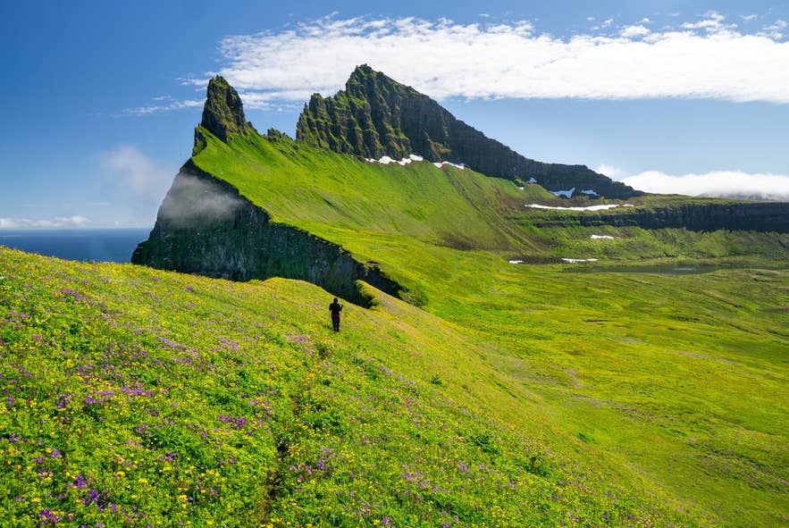 Wandelaar in het Hornstrandir Natuurreservaat, Westfjorden van IJsland, langs groene kliffen en wilde bloemen.