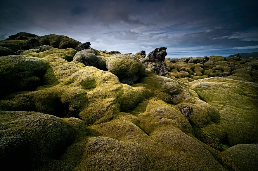 Grandi parti dei campi di lava vulcanica nella penisola di Reykjanes sono coperte di muschio