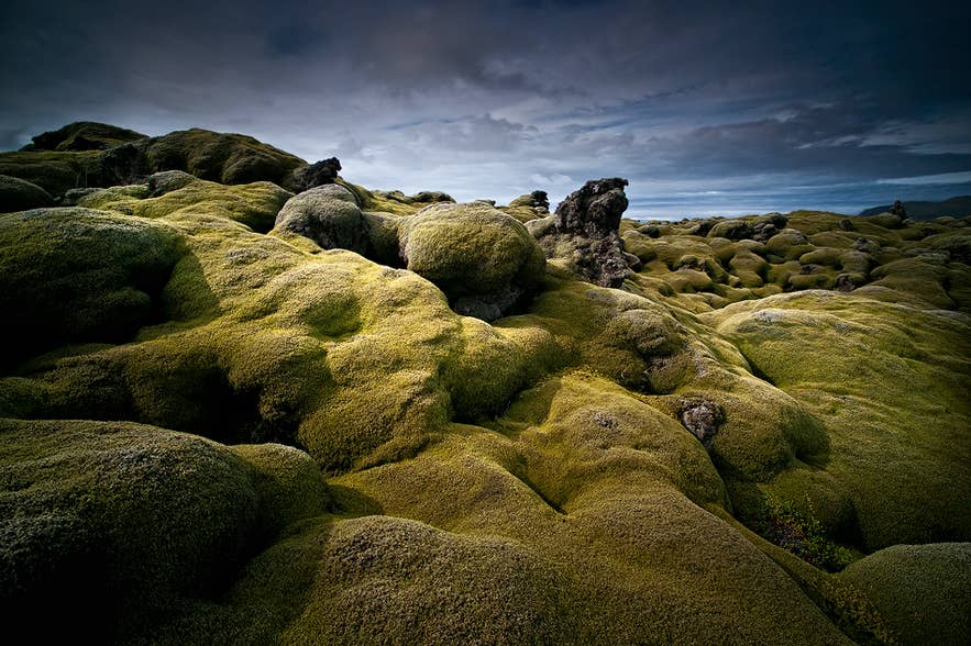 Große Teile der Lavafelder auf der Halbinsel Reykjanes sind mit Moos bedeckt.