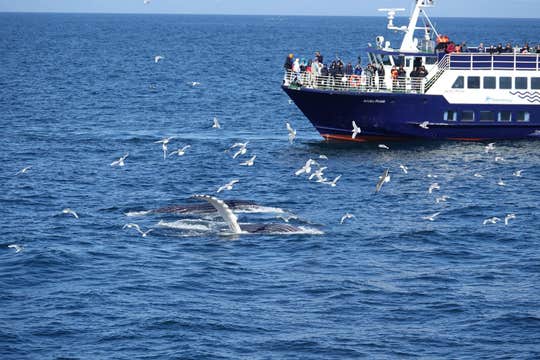 Beautiful Whale Watching Tour from Reykjavik