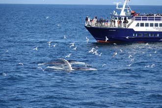 Beautiful Whale Watching Tour from Reykjavik