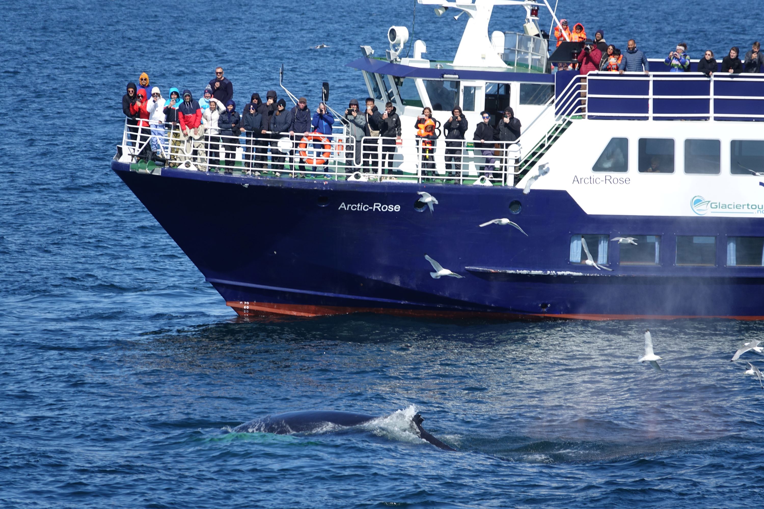 Beautiful Whale Watching Tour from Reykjavik
