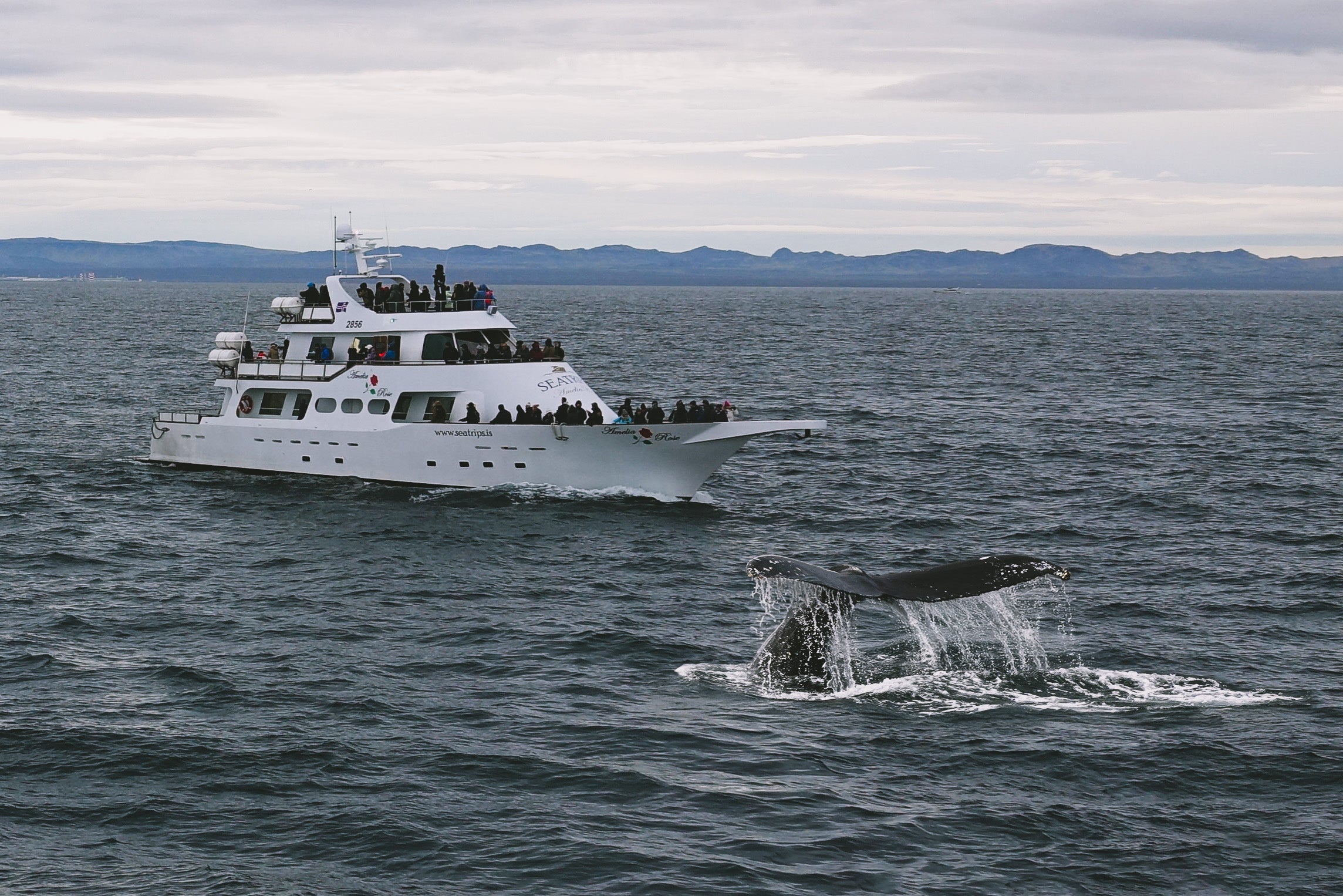 Whale Watching Yacht Cruise in Reykjavik