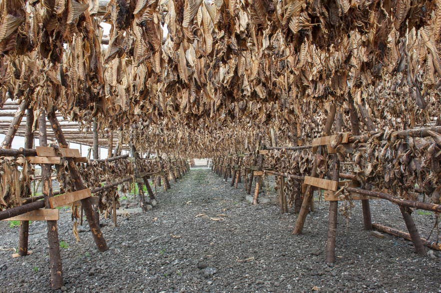 Dried fish suspended from wooden poles, reflecting ancient Viking food preservation techniques essential for winter survival.