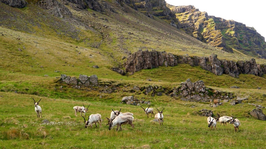 Icelandic reindeer in the green grass in the mountains of east Iceland