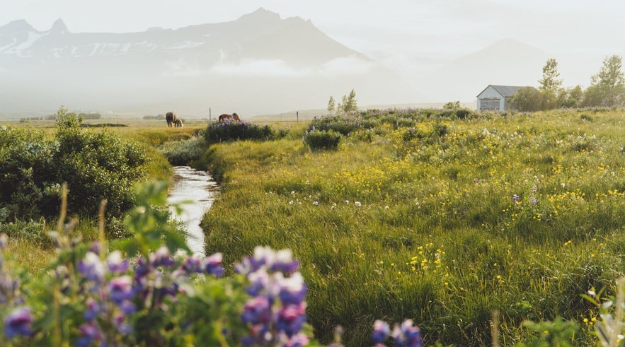 Horses by a lake in Faskrudsfjordur with mountains in the background and purple lupine in the foreground