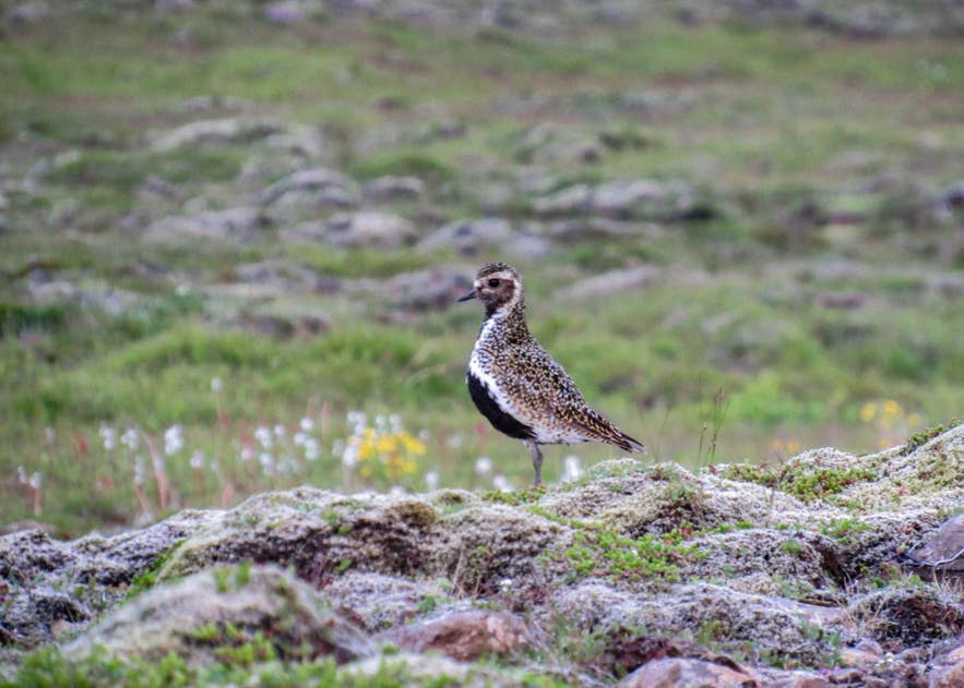 Golden plover standing on mossy ground in Iceland in May, surrounded by green fields and early summer wildflowers.