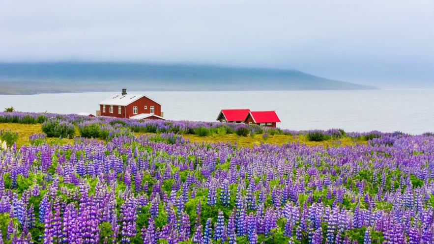 Purple lupine fields near Seydisfjordur in East Iceland, with red farmhouses overlooking the fjord and surrounding mountains.