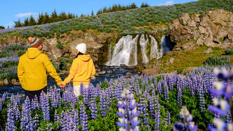 Pareja con chaquetas junto a una pequeña cascada y campos de lupinos en Islandia, mostrando capas prácticas y qué ropa llevar al aire libre.