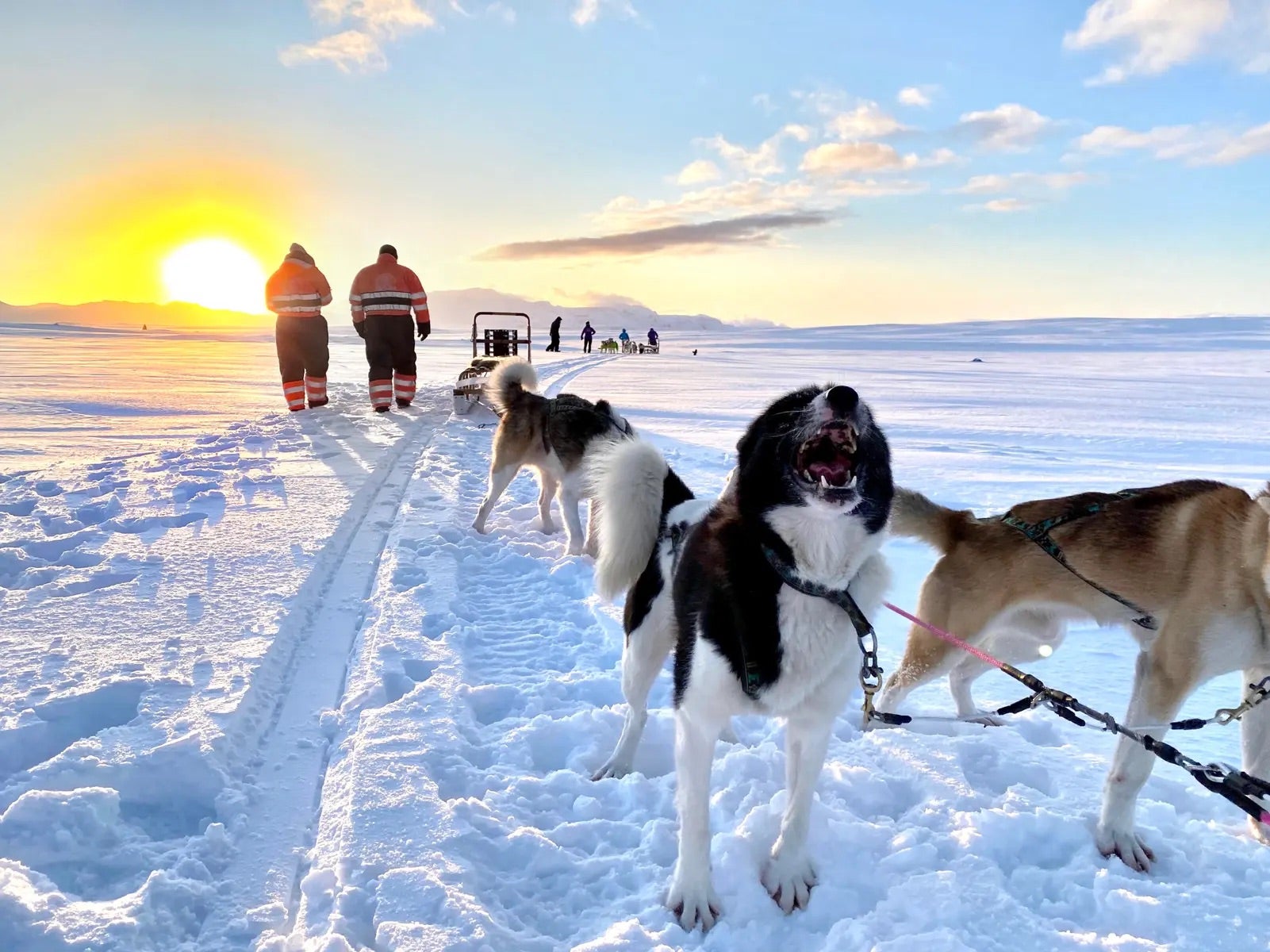 Primer plano de perros de trineo con arneses, descansando sobre la nieve al atardecer durante un tour en trineo de perros en Mosfellsbær.
