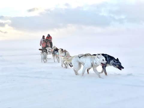 雷克雅未克狗拉雪橇之旅 | 全年可参加，可选接送服务