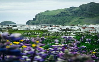 8-Hour Tour to the Westman Islands with a RIB Boat Ride from Reykjavik or South Iceland