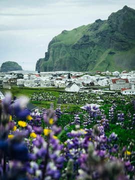 8-Hour Tour to the Westman Islands with a RIB Boat Ride from Reykjavik or South Iceland