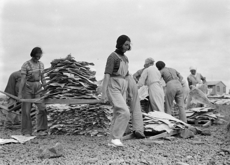 Women in Iceland transport layers of drying fish as part of traditional coastal labor. Women in Iceland transport layers of drying fish as part of traditional coastal labor.