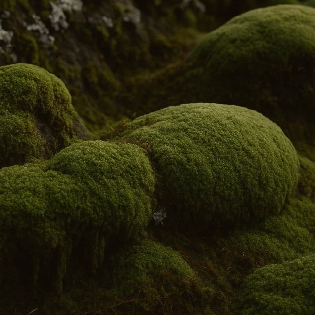 A group of mossy rocks on the South Coast.