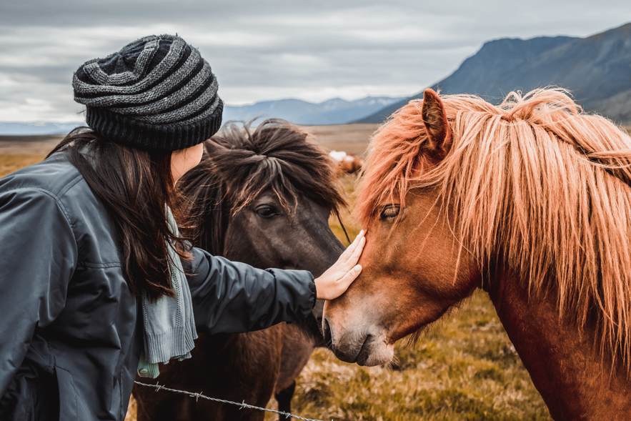 Traveler petting Icelandic horses on a folklore horse riding tour in rural Iceland countryside.