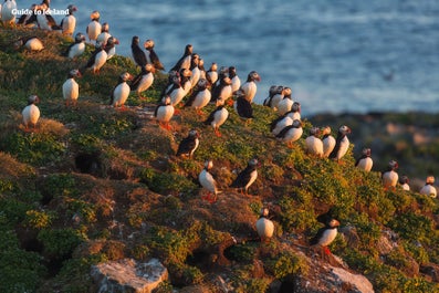 Witness the delightful puffins, Iceland's beloved seabirds, as they grace the coastal cliffs with their colorful presence and playful antics.