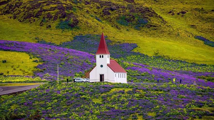 Lonely Lutheran Myrdal church surrounded by violet and pink lupine and yellow meadow flowers at Vik town, South Iceland.