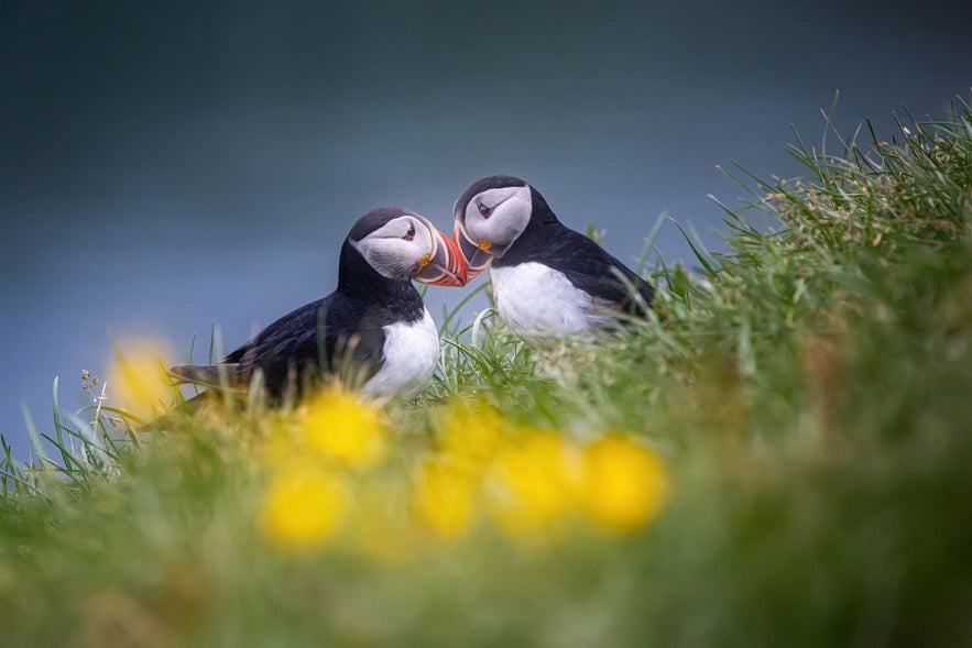 Puffins are know for their beautiful colorful beaks and are quite adorable Puffins are know for their beautiful colorful beaks and are quite adorable
