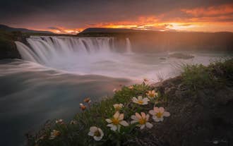Godafoss Waterfall in North Iceland at sunset with blooming flowers.
