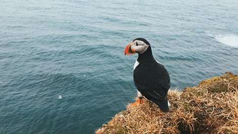 A puffin bird resting atop a cliff in Iceland.