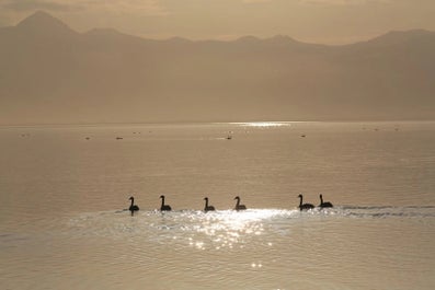 Seabirds and ducks resting in the calm waters of the Eastfjords.