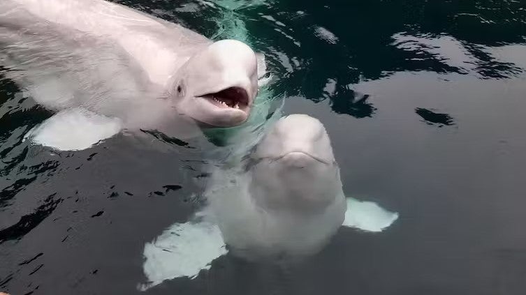 Little White and Little Gray are the two Beluga whales you can see at the Sea Life Sanctuary in the Westman Islands Little White and Little Gray are the two Beluga whales you can see at the Sea Life Sanctuary in the Westman Islands