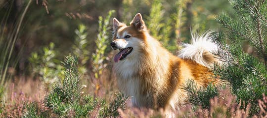 Icelandic Sheepdog Shutterstock 3.jpg