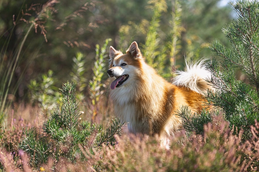 The Icelandic Sheepdog is both energetic and inquisitive. 