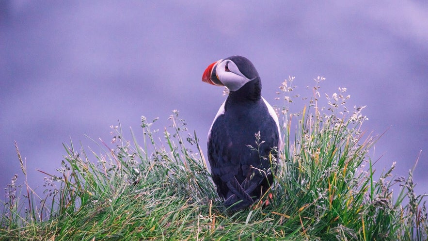 Today, eating puffins is most popular among tourists visiting Iceland, there aren't many locals that eat them regularly. Today, eating puffins is most popular among tourists visiting Iceland, there aren't many locals that eat them regularly.